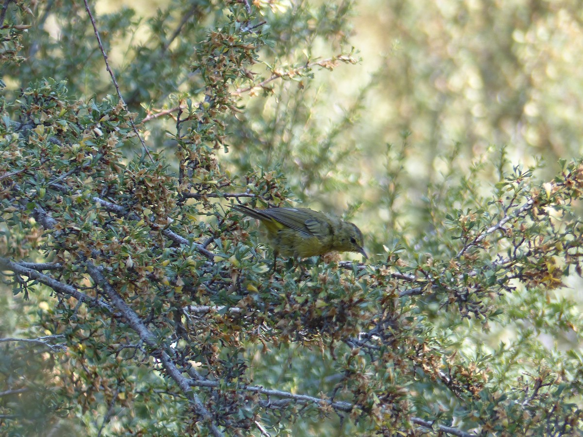 Orange-crowned Warbler - ML644517094