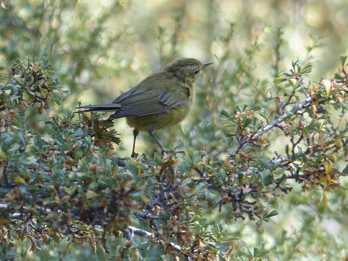 Orange-crowned Warbler - ML644517095