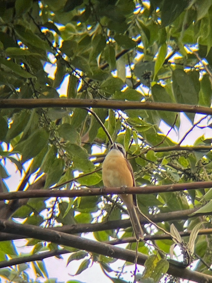 Pie-grièche brune - ML644517099