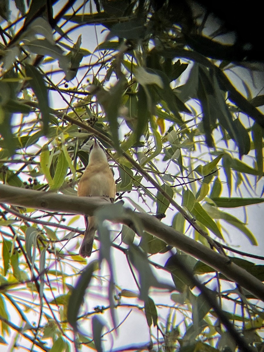 Pie-grièche brune - ML644517100