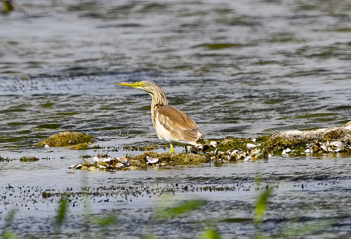Squacco Heron - ML644517114