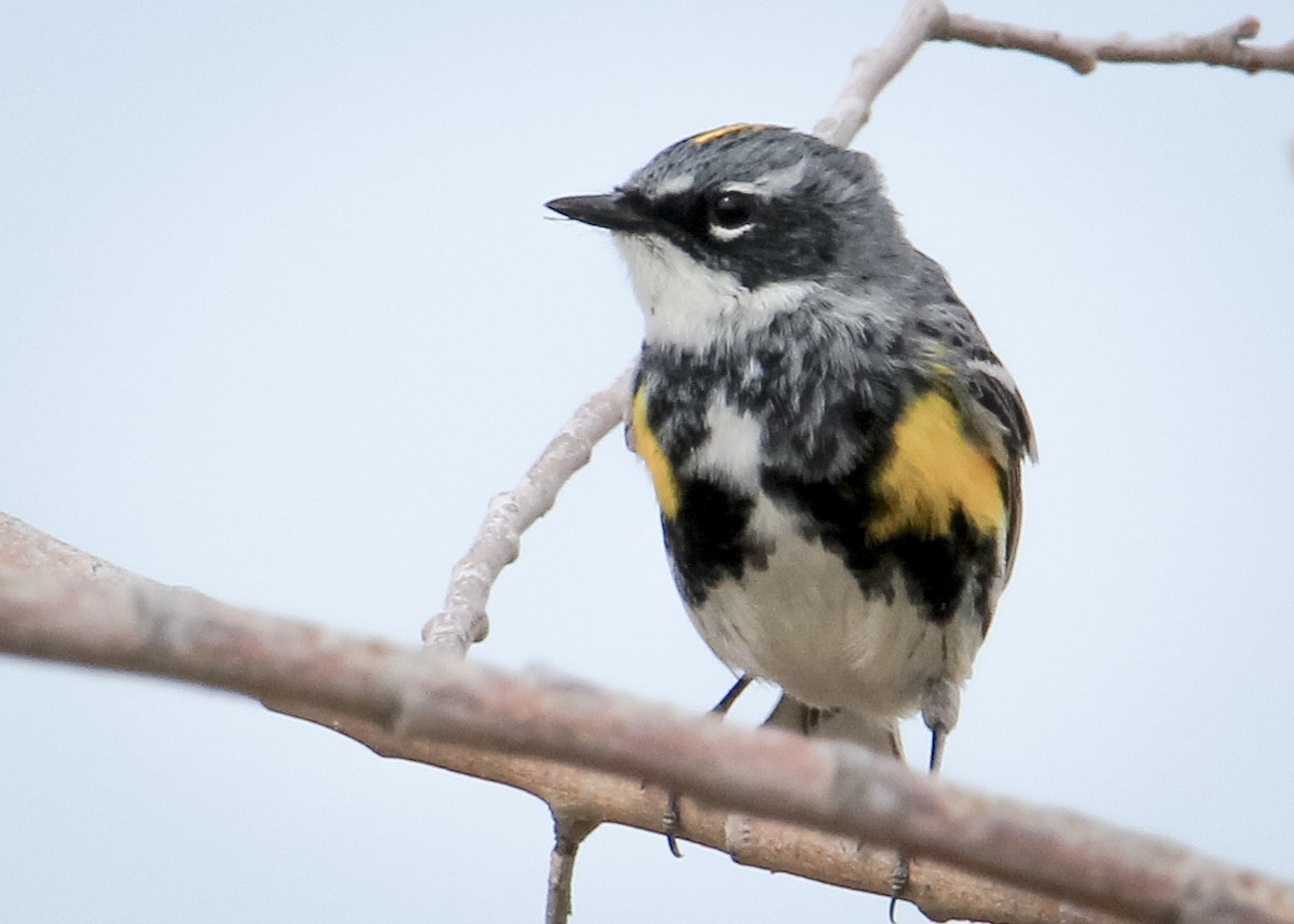 Yellow-rumped Warbler - ML644517115