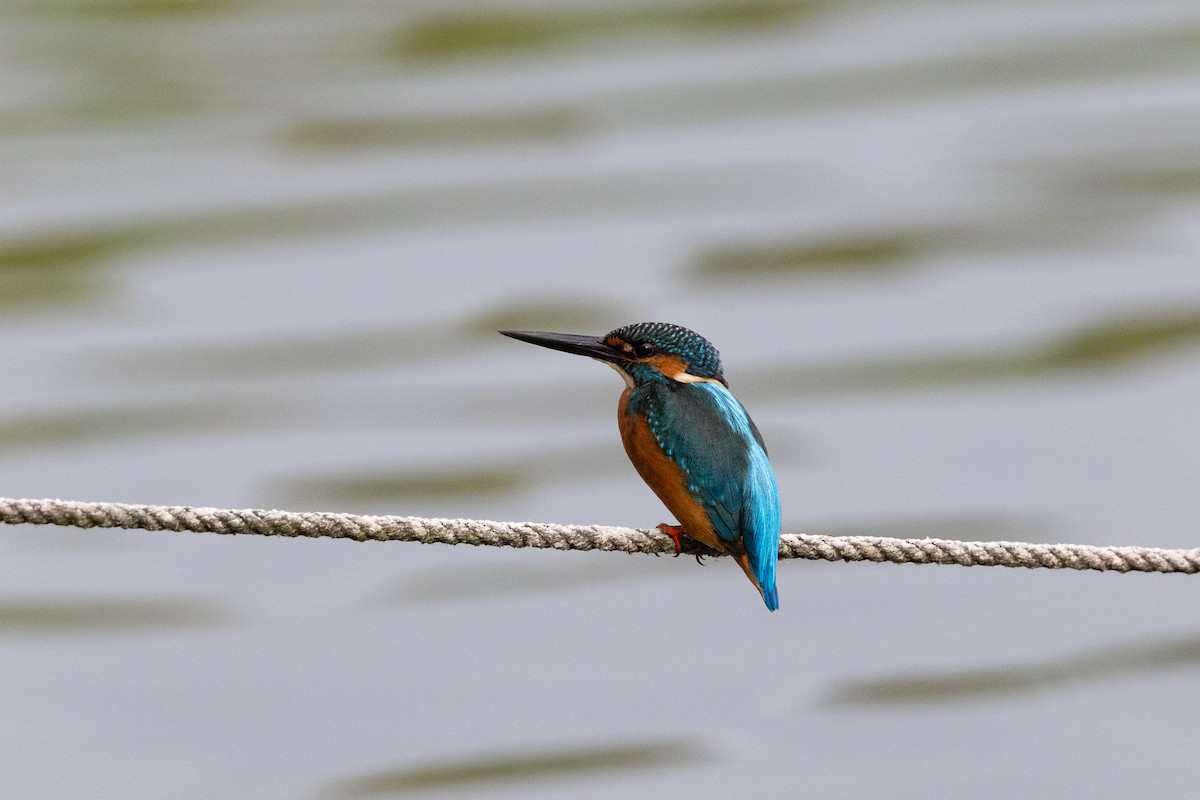 Common Kingfisher (Common) - ML644517116