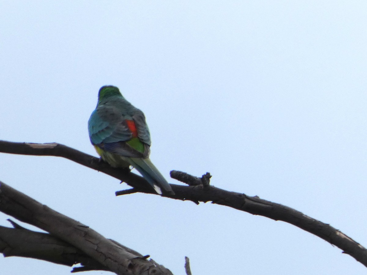 Perruche à croupion rouge - ML644517119