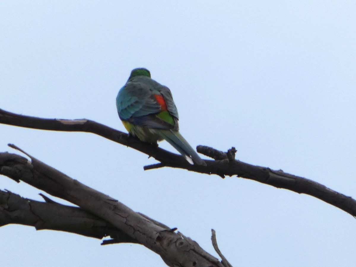 Perruche à croupion rouge - ML644517120