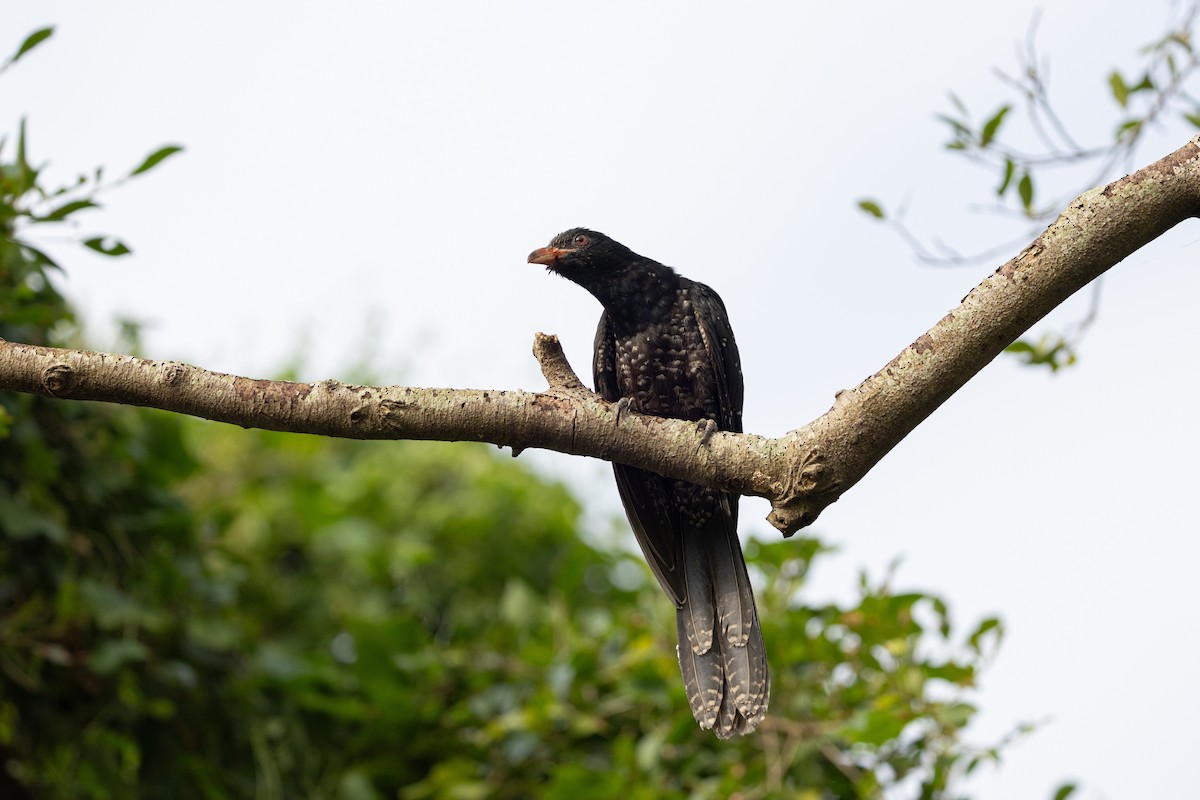 オニカッコウ - ML644517121