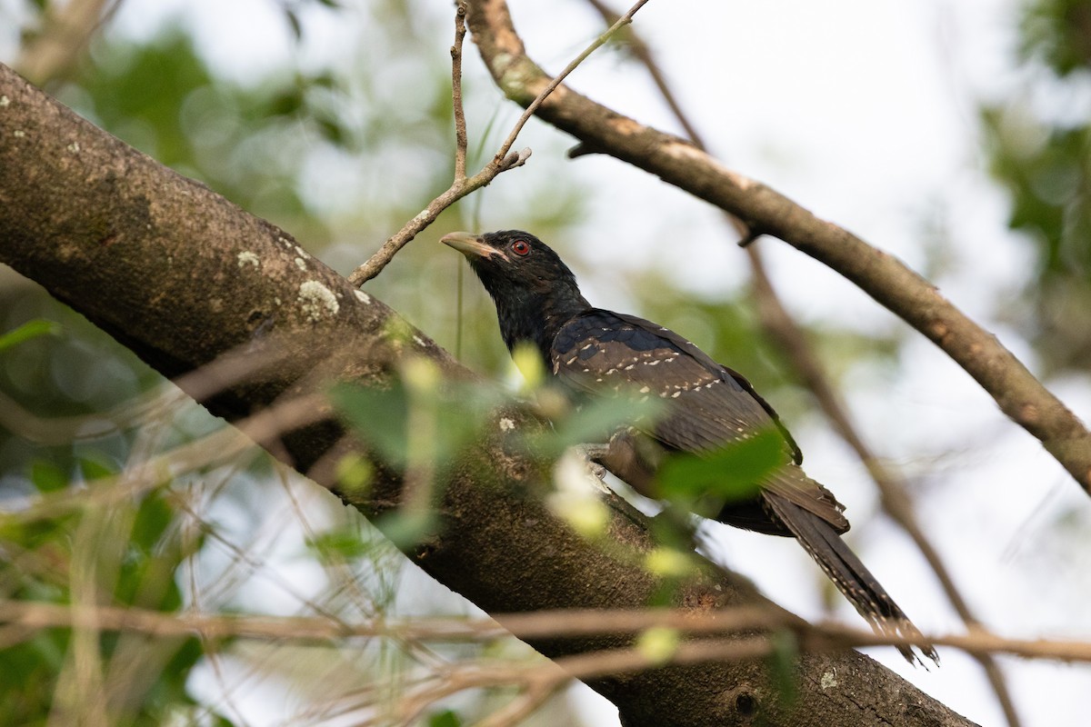 オニカッコウ - ML644517122