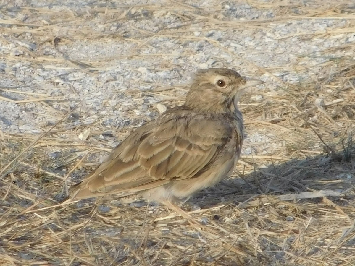 Crested Lark - ML644517127