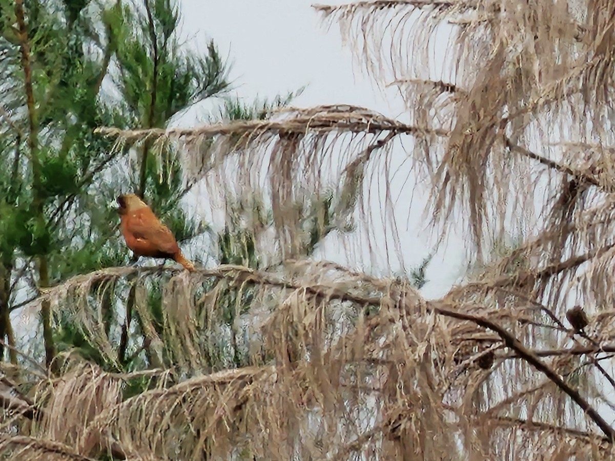 Chestnut Munia - ML644517129