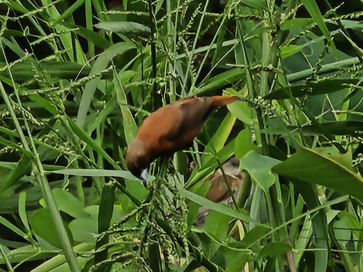 Chestnut Munia - ML644517130
