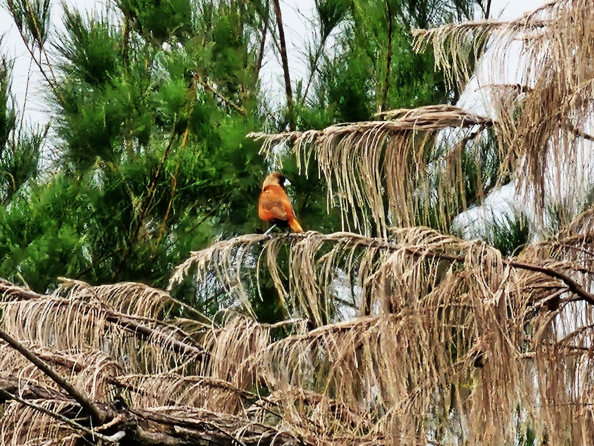 Chestnut Munia - ML644517131