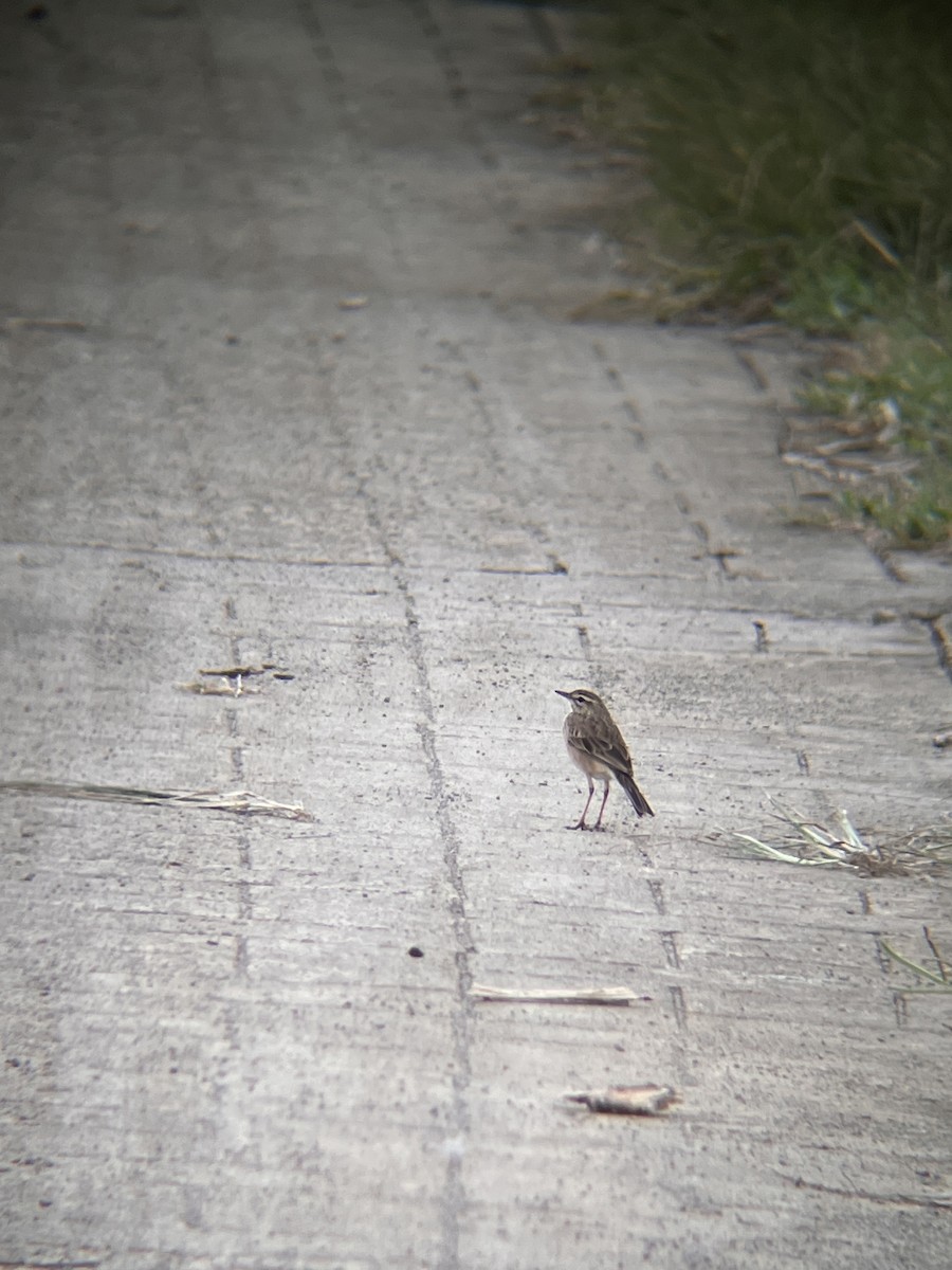 Pipit rousset - ML644517133