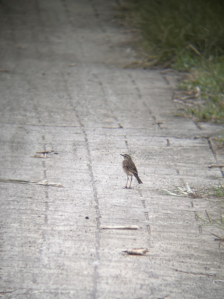 Pipit rousset - ML644517134