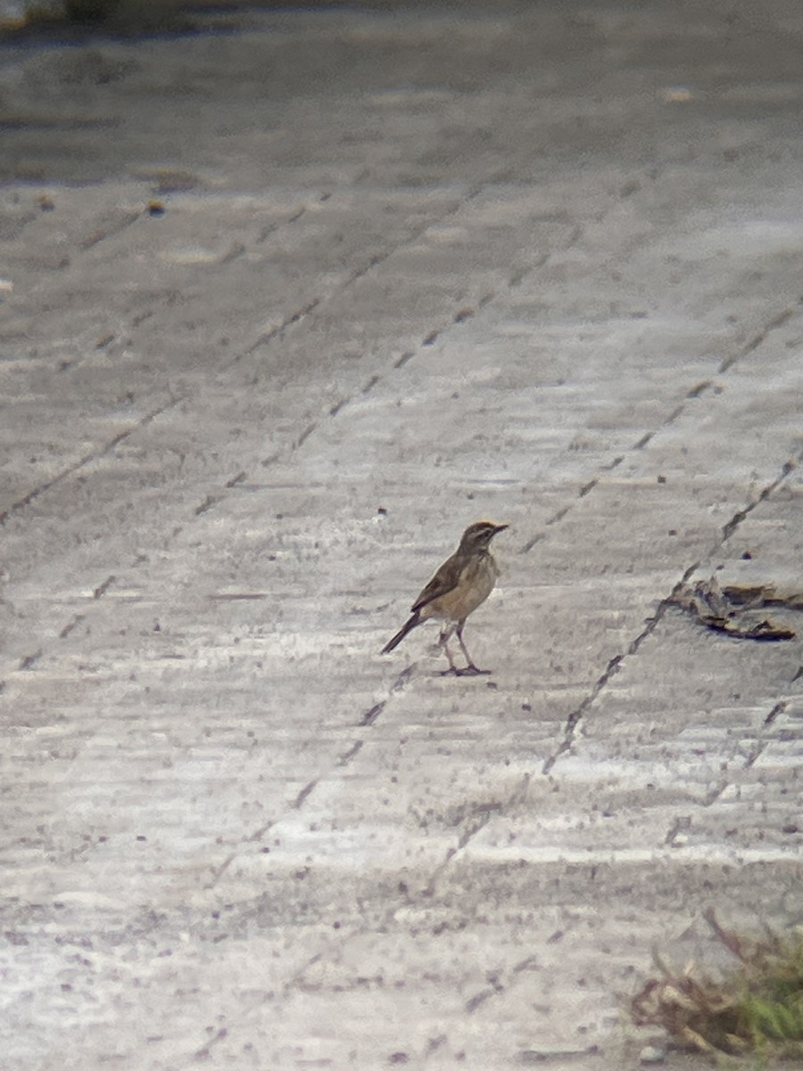 Pipit rousset - ML644517135