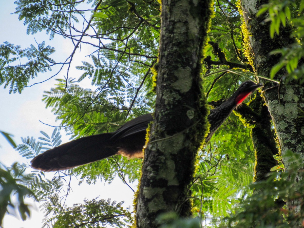 Pénélope yacouhou - ML644517136