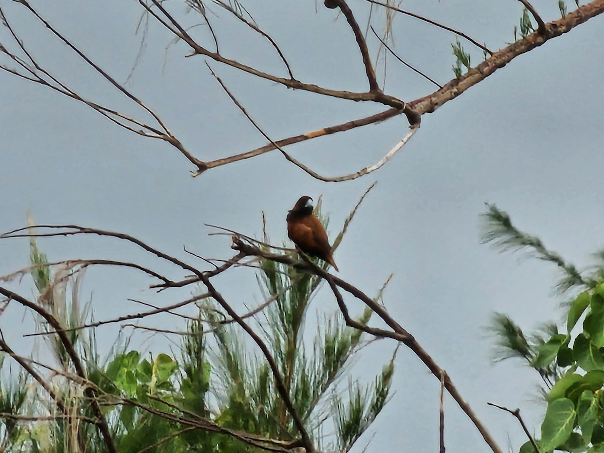 Chestnut Munia - ML644517142