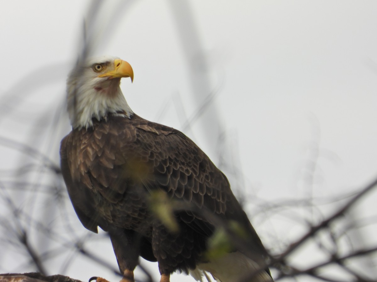 Bald Eagle - ML644517143