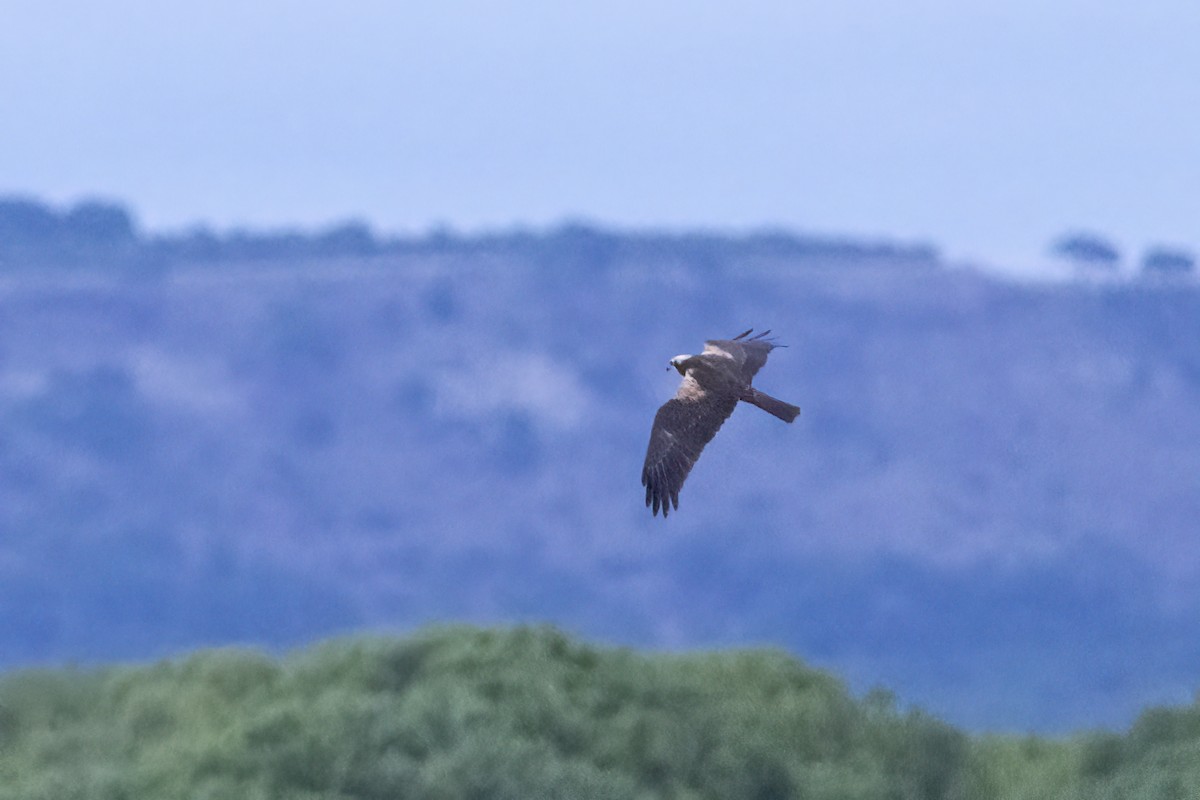 西方澤鵟 - ML644517144