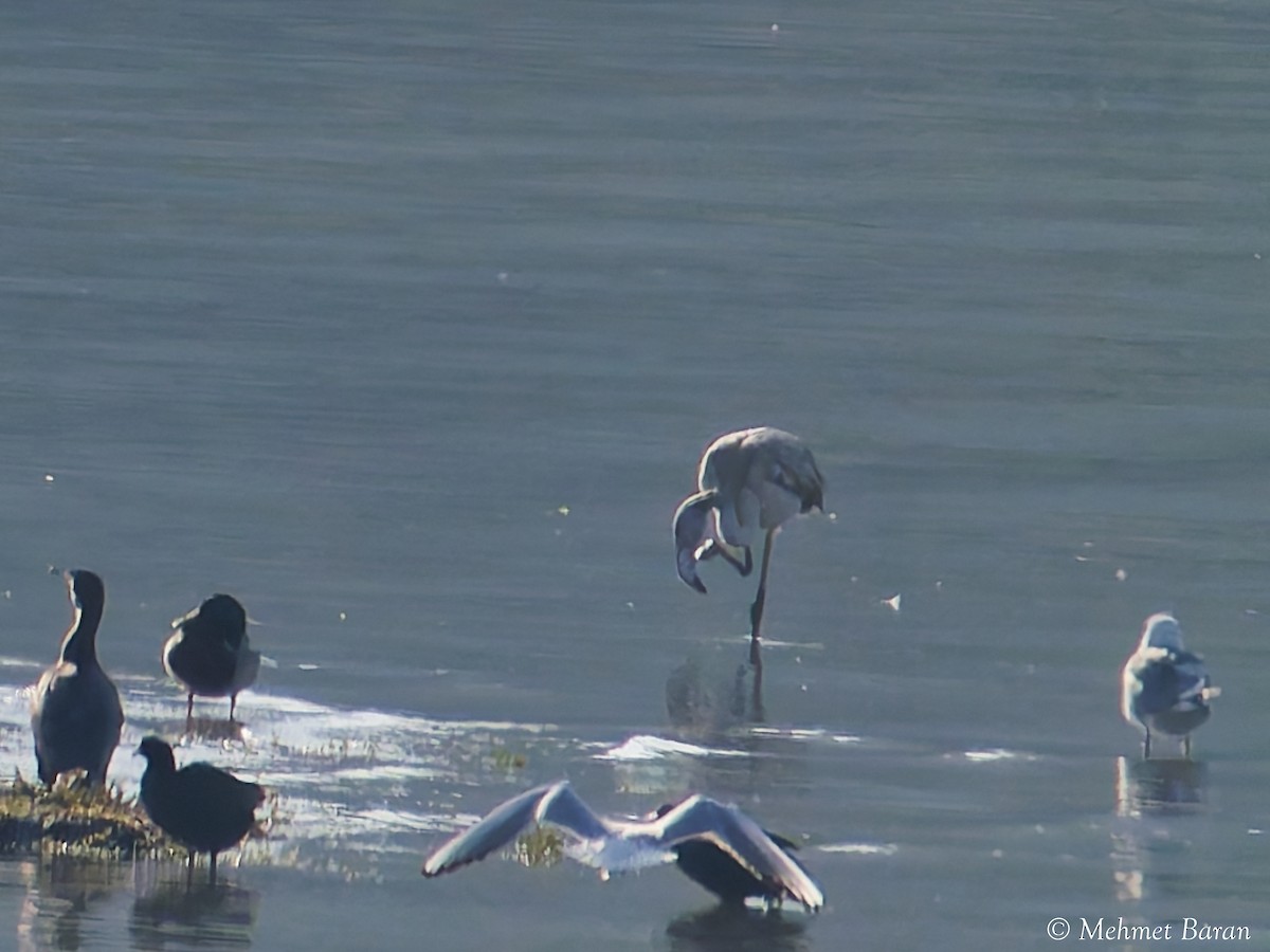 ヨーロッパフラミンゴ - ML644517146