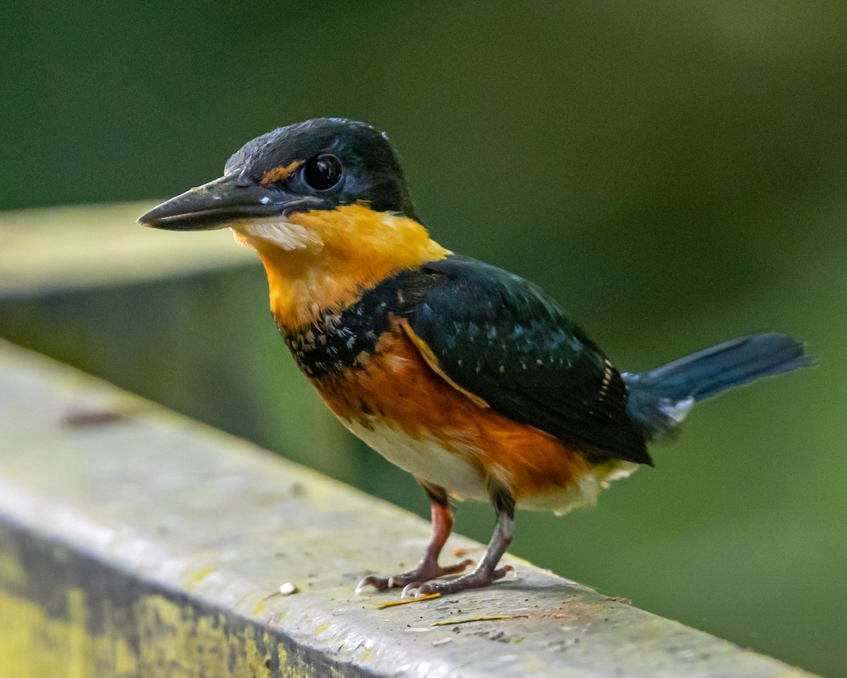 bronseisfugl - ML644517152