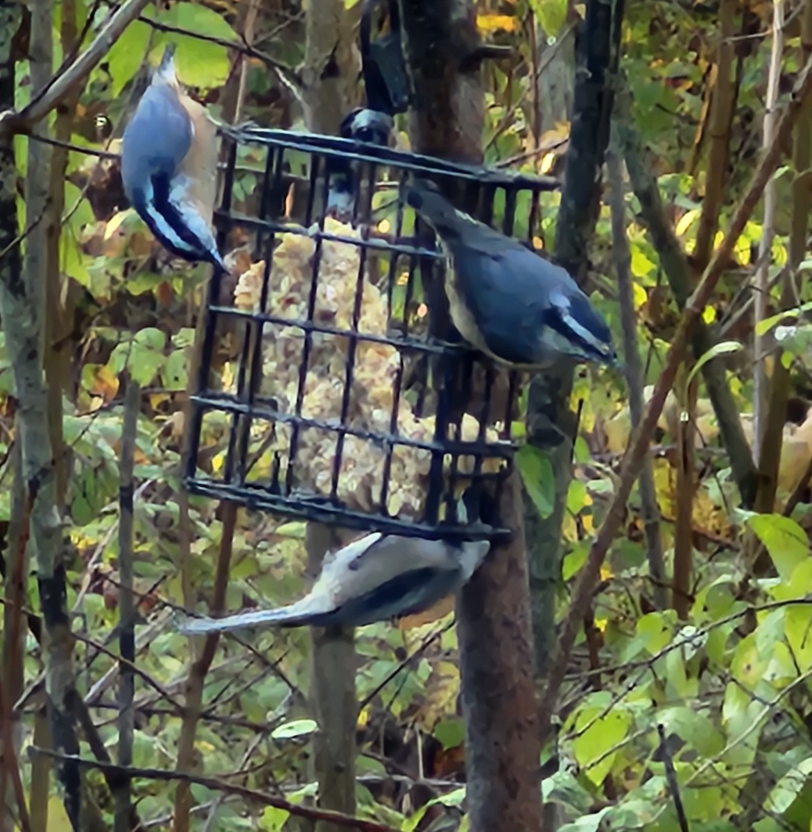 Red-breasted Nuthatch - ML644517156