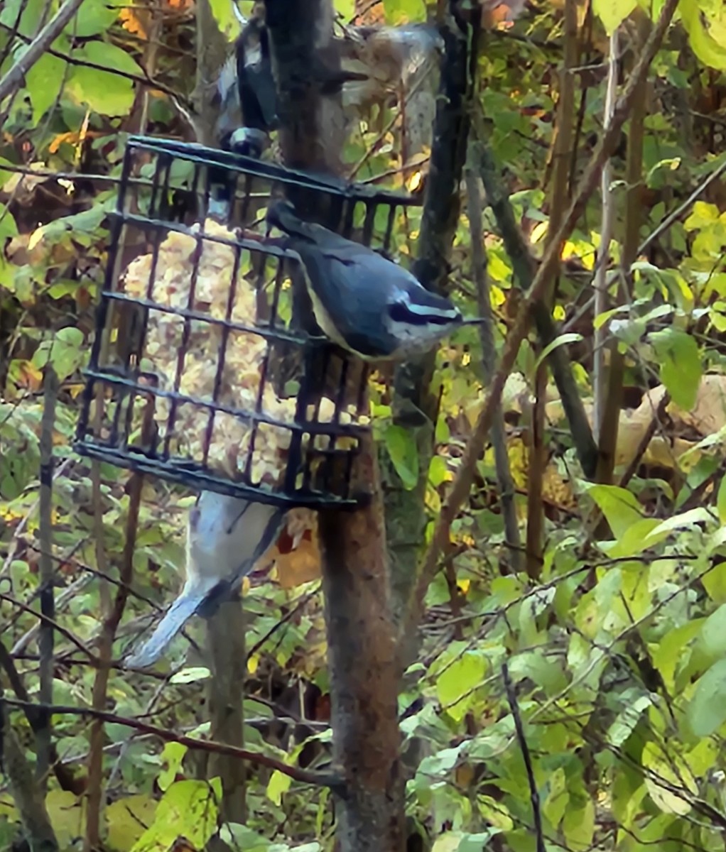 Red-breasted Nuthatch - ML644517157