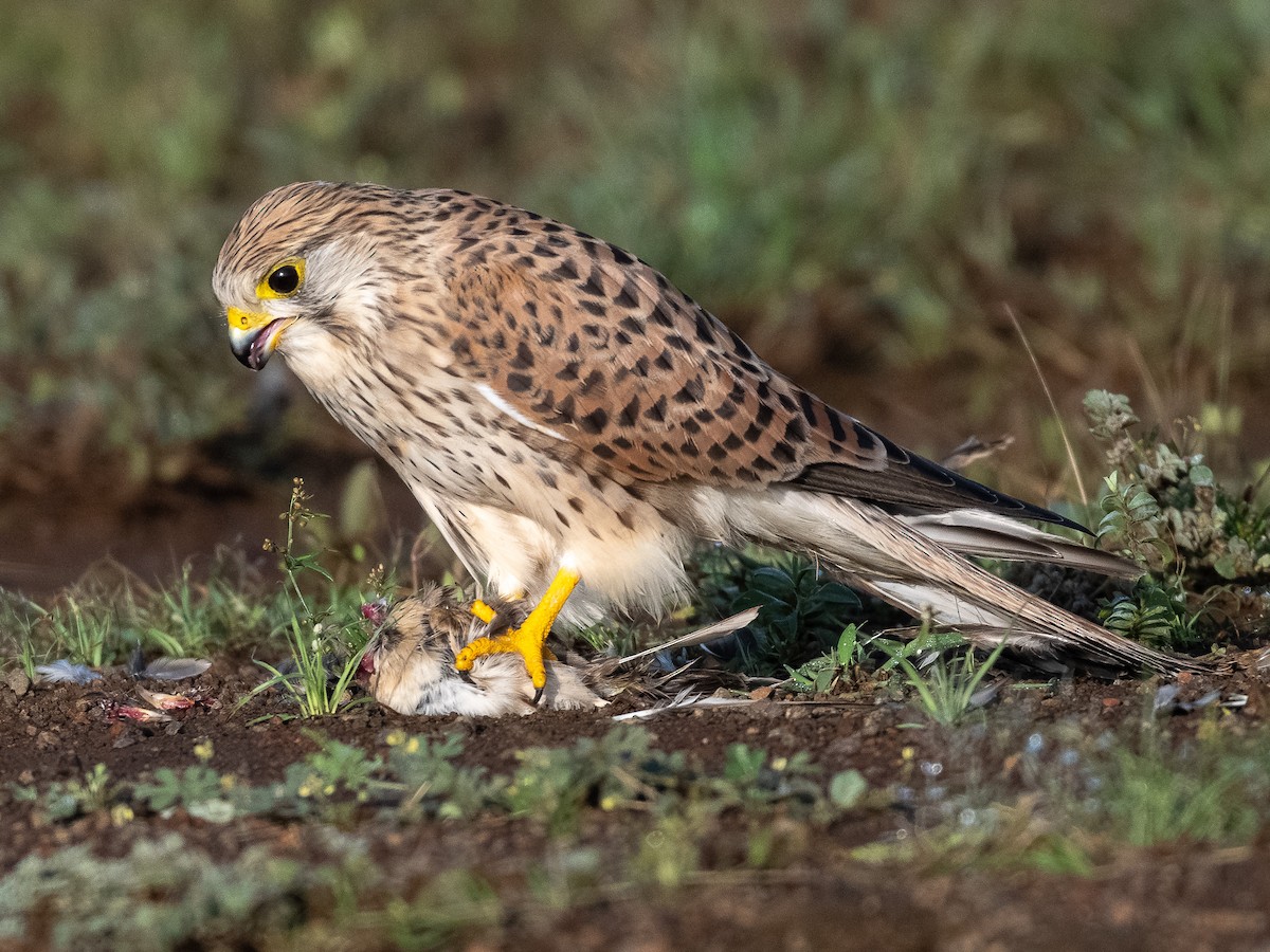 Пустельга - ML644517158