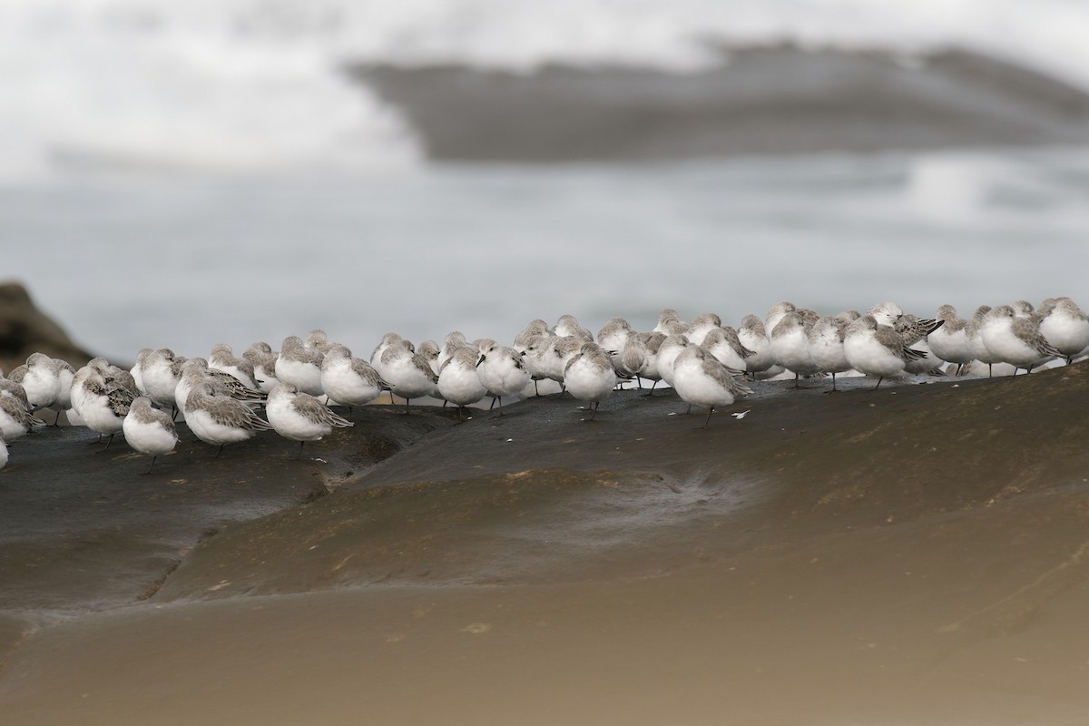 Bécasseau sanderling - ML644517167