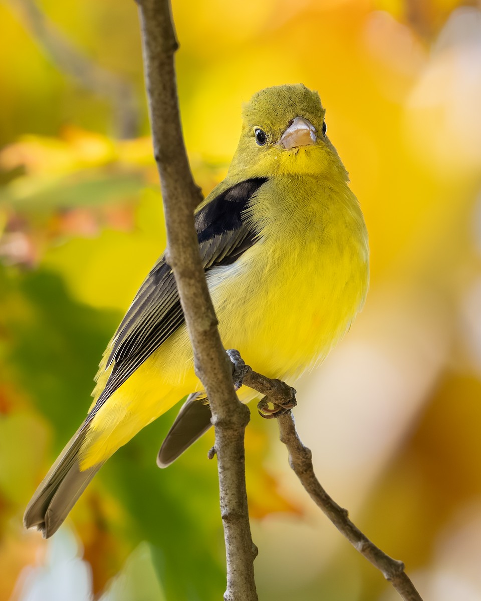 Scarlet Tanager - ML644517173