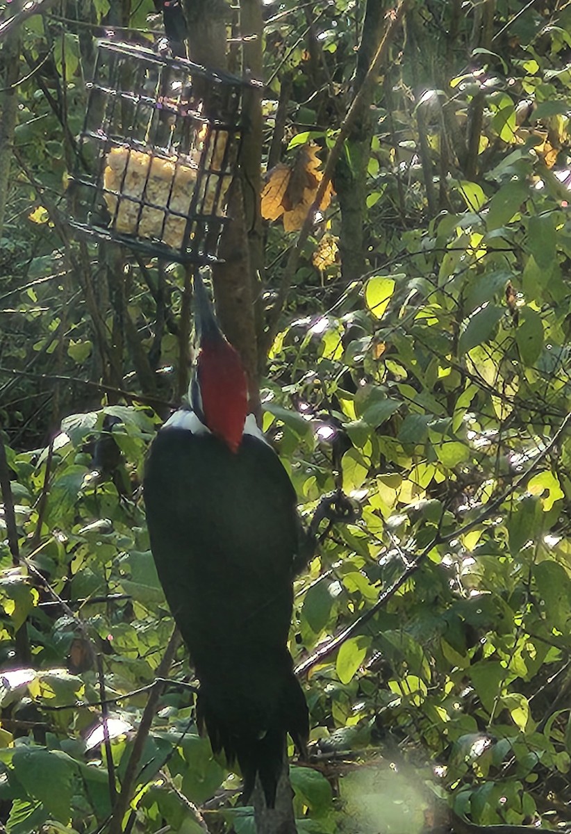 Pileated Woodpecker - ML644517176
