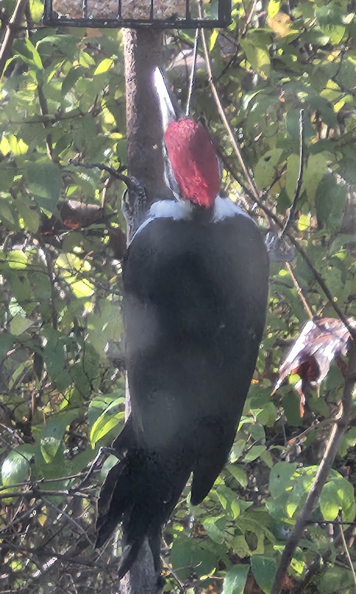 Pileated Woodpecker - ML644517177