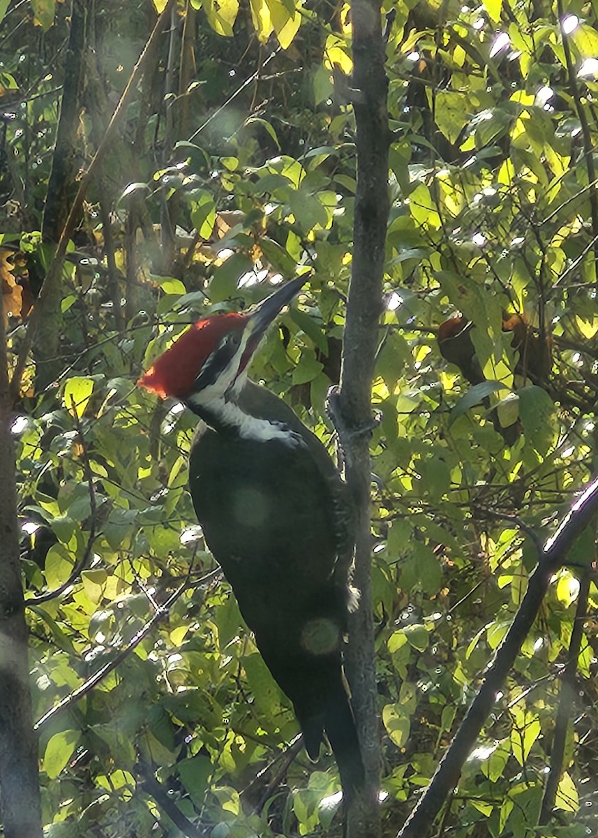 Pileated Woodpecker - ML644517178