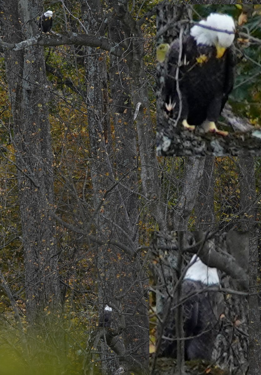 Bald Eagle - ML644517180