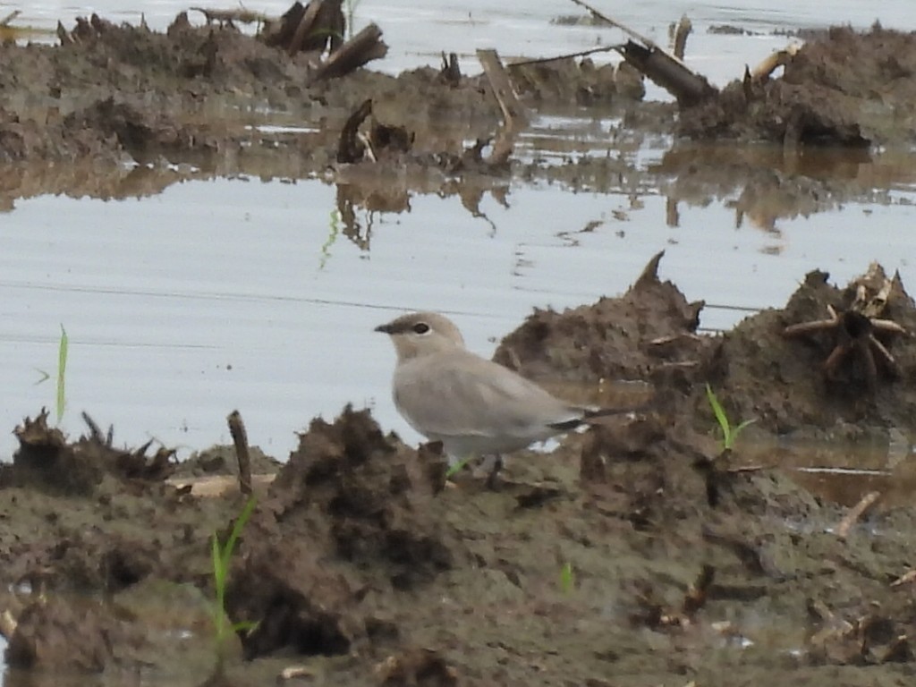 ヒメツバメチドリ - ML644517181