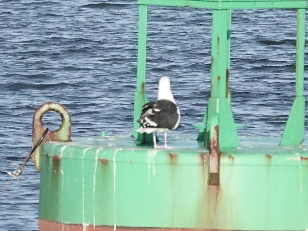 Great Black-backed Gull - ML644517182