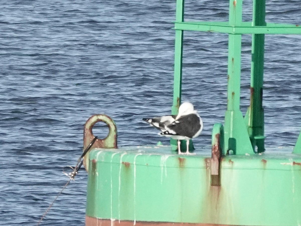 Great Black-backed Gull - ML644517183