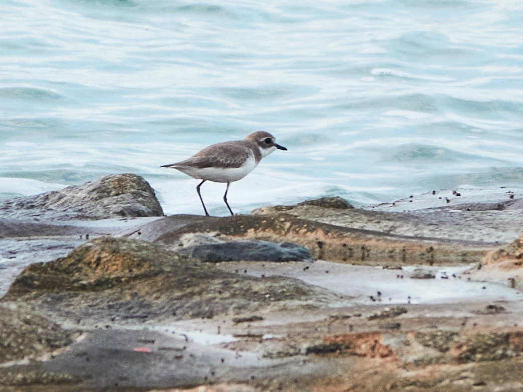 Tibetan Sand-Plover - ML644517184