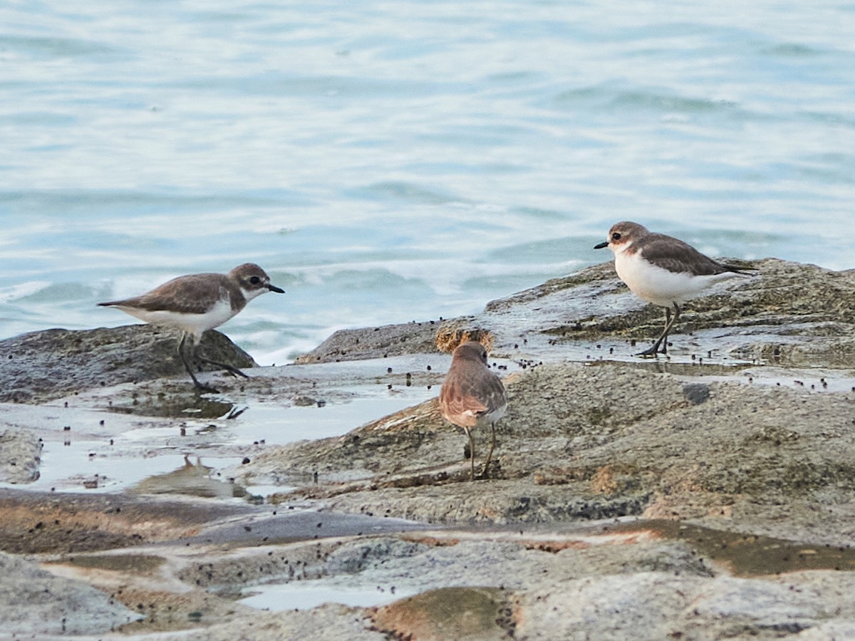 Tibetan Sand-Plover - ML644517185