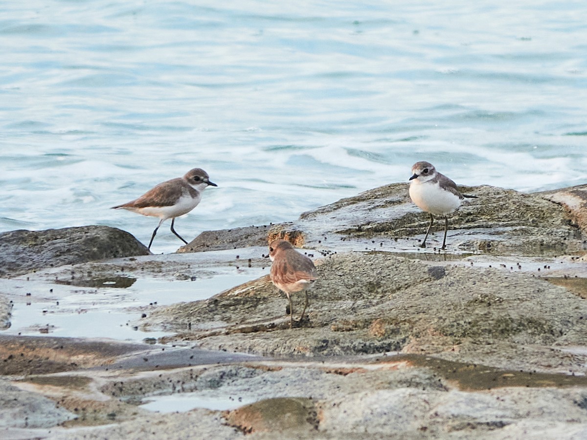 Tibetan Sand-Plover - ML644517186