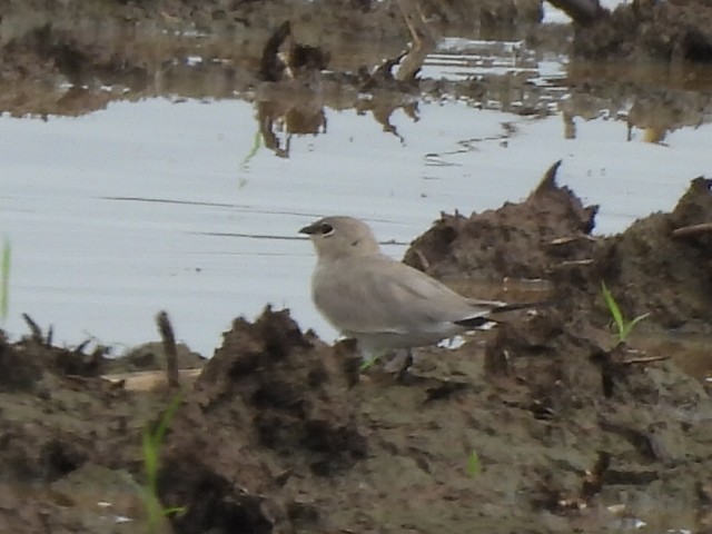 ヒメツバメチドリ - ML644517193