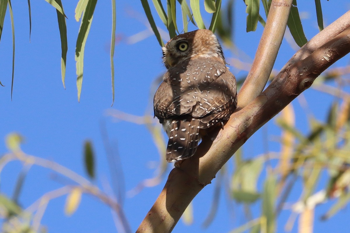 Pearl-spotted Owlet - ML644517205
