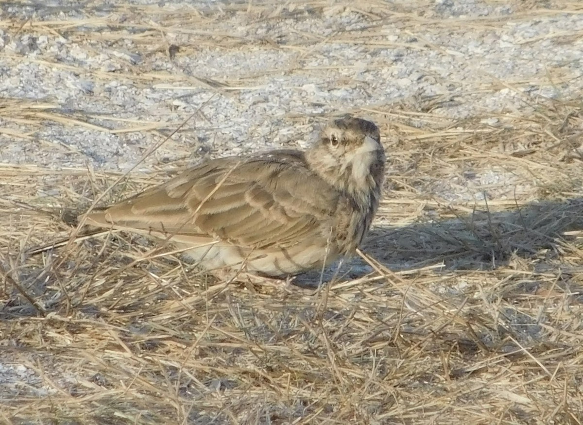 Crested Lark - ML644517206