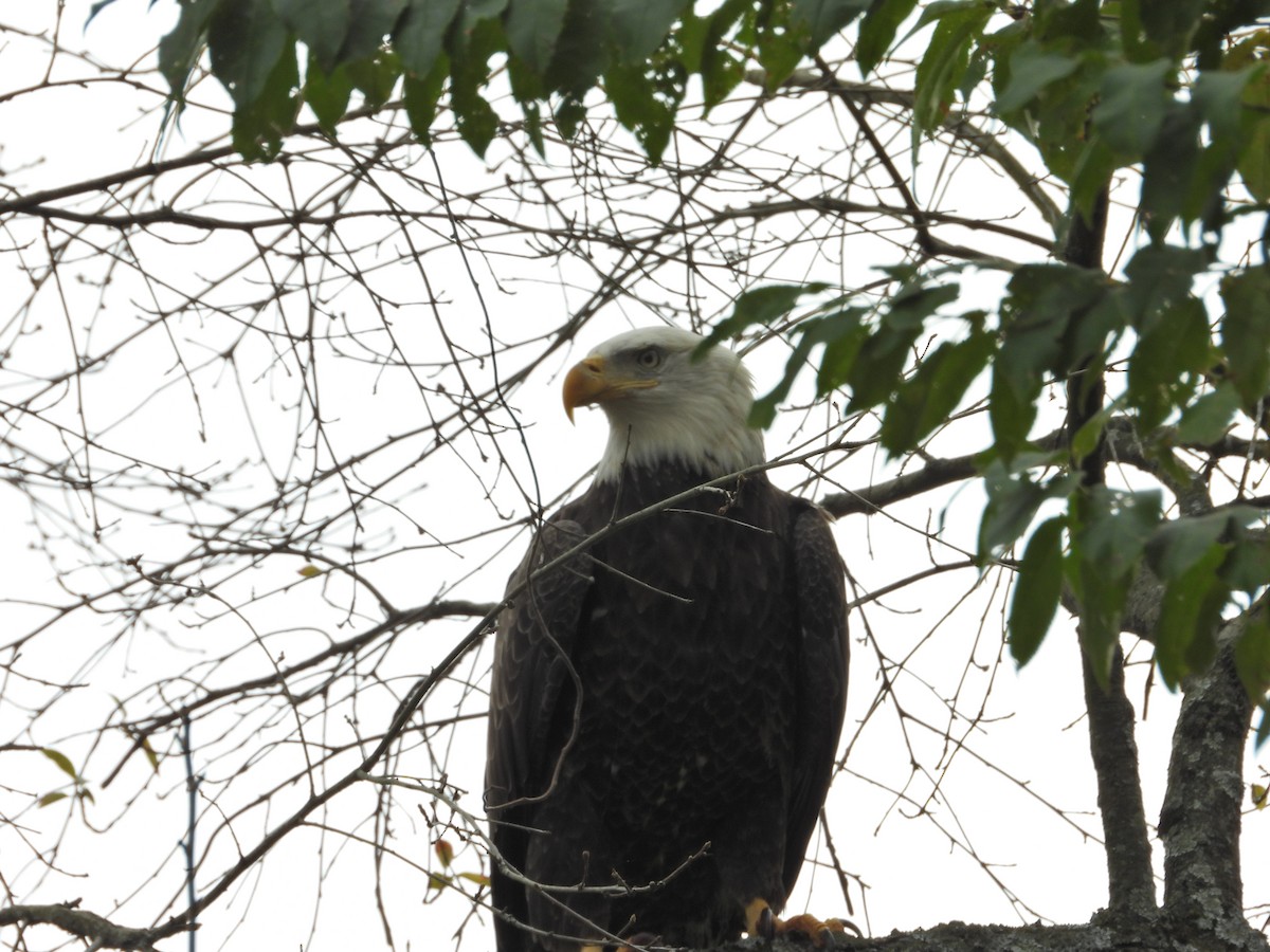 Bald Eagle - ML644517207