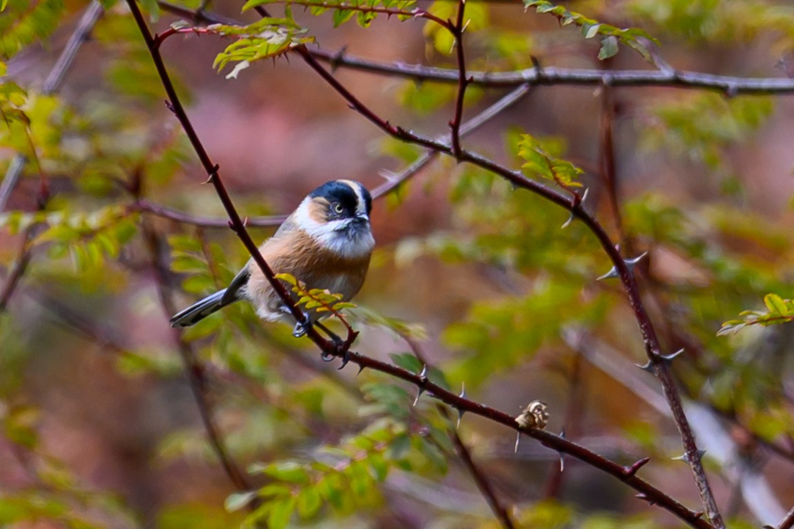 ruststjertmeis (bonvaloti/obscuratus) (skjeggstjertmeis) - ML644517212