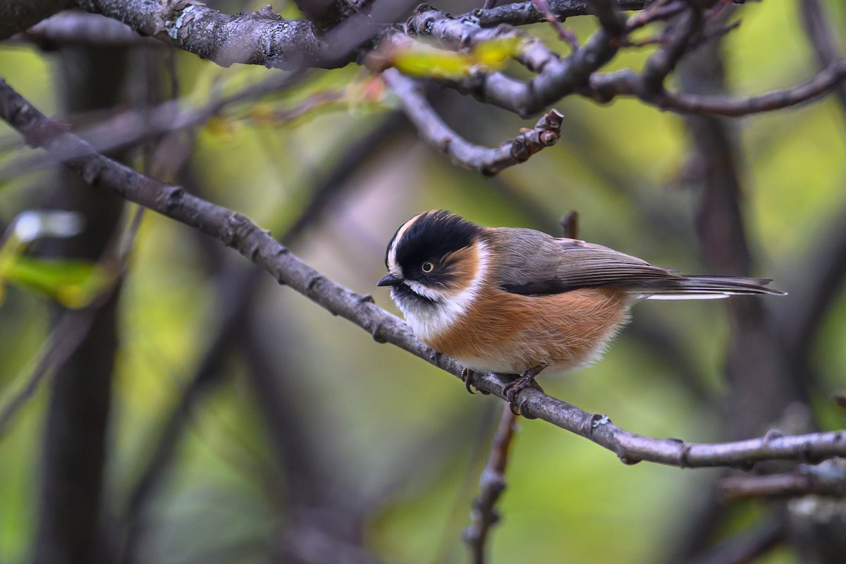 ruststjertmeis (bonvaloti/obscuratus) (skjeggstjertmeis) - ML644517213