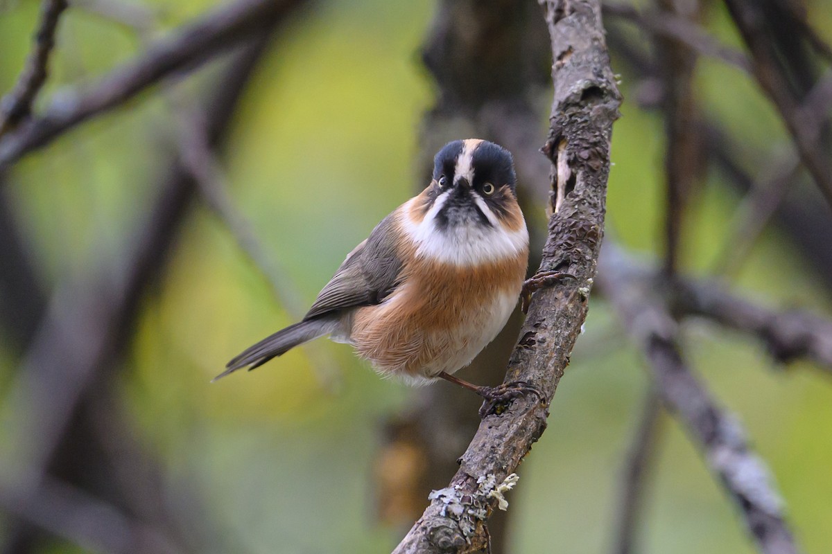 ruststjertmeis (bonvaloti/obscuratus) (skjeggstjertmeis) - ML644517214