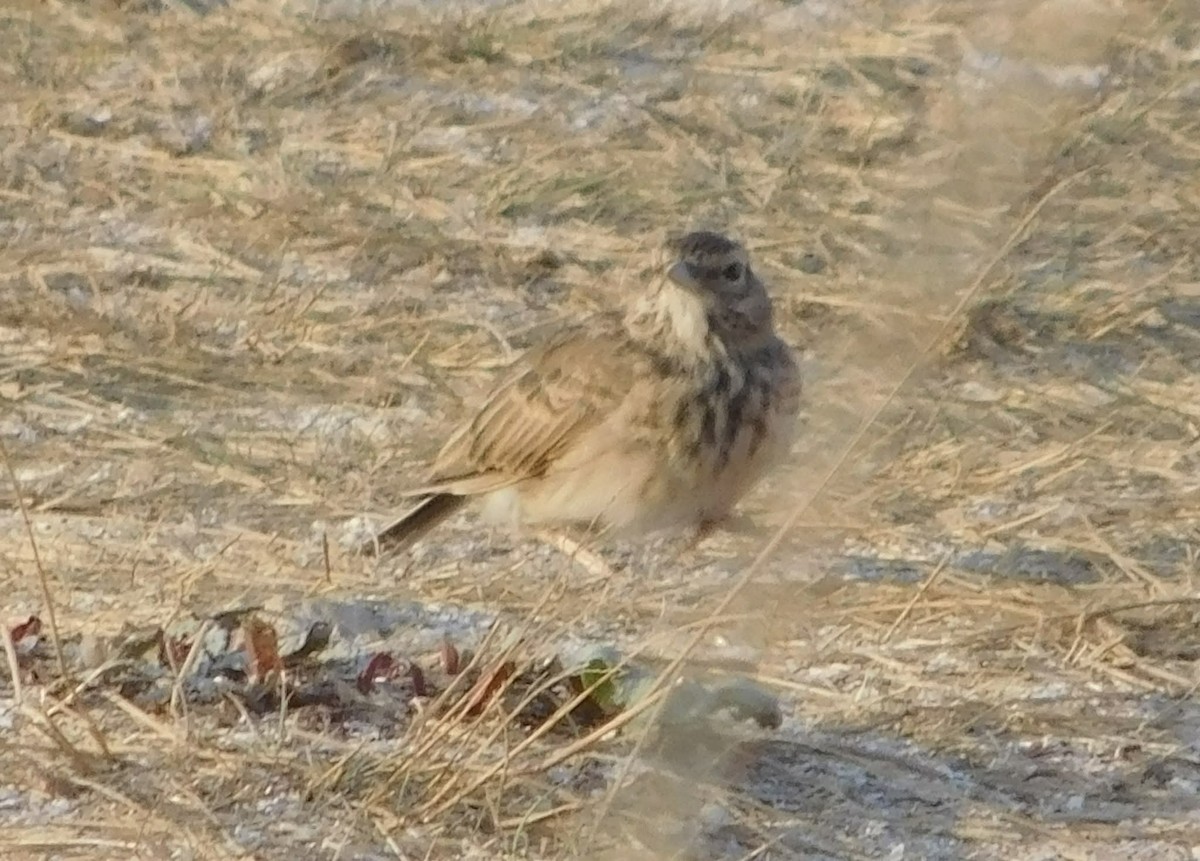 Crested Lark - ML644517217