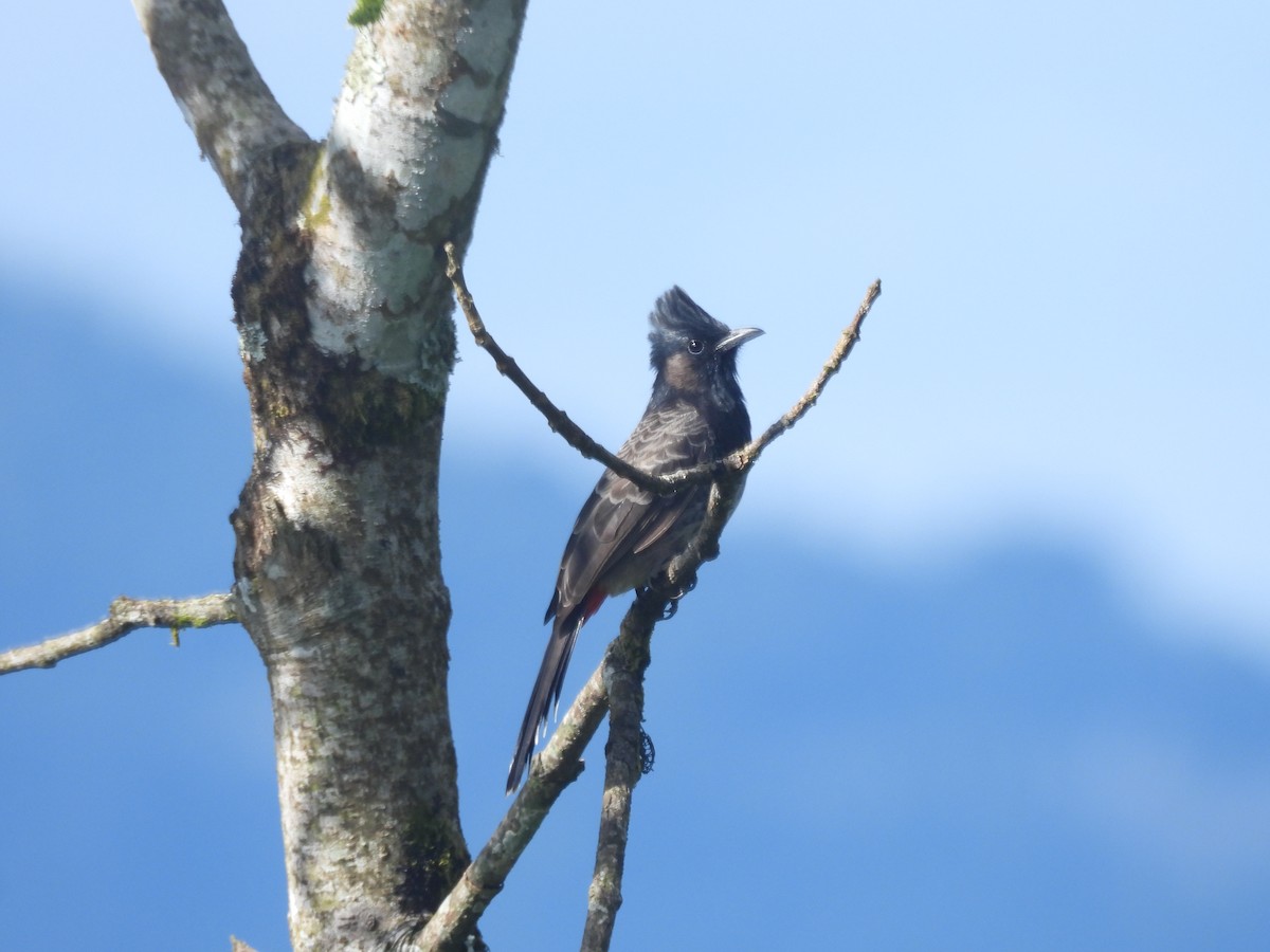 Red-vented Bulbul - ML644517219
