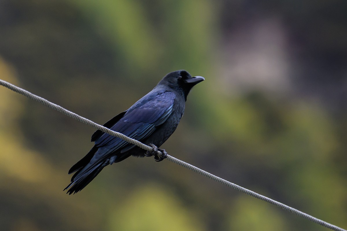 ハシブトガラス（macrorhynchos グループ） - ML644517225