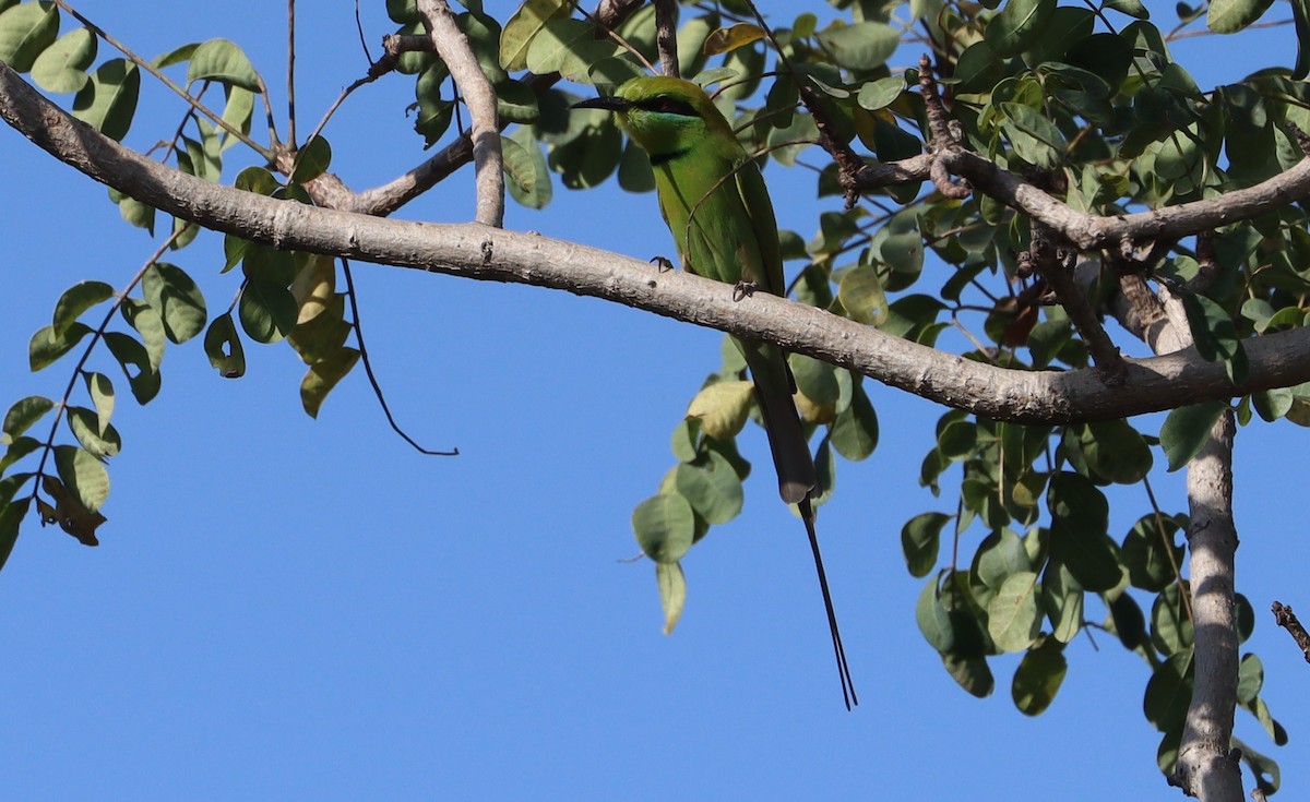 African Green Bee-eater - ML644517230